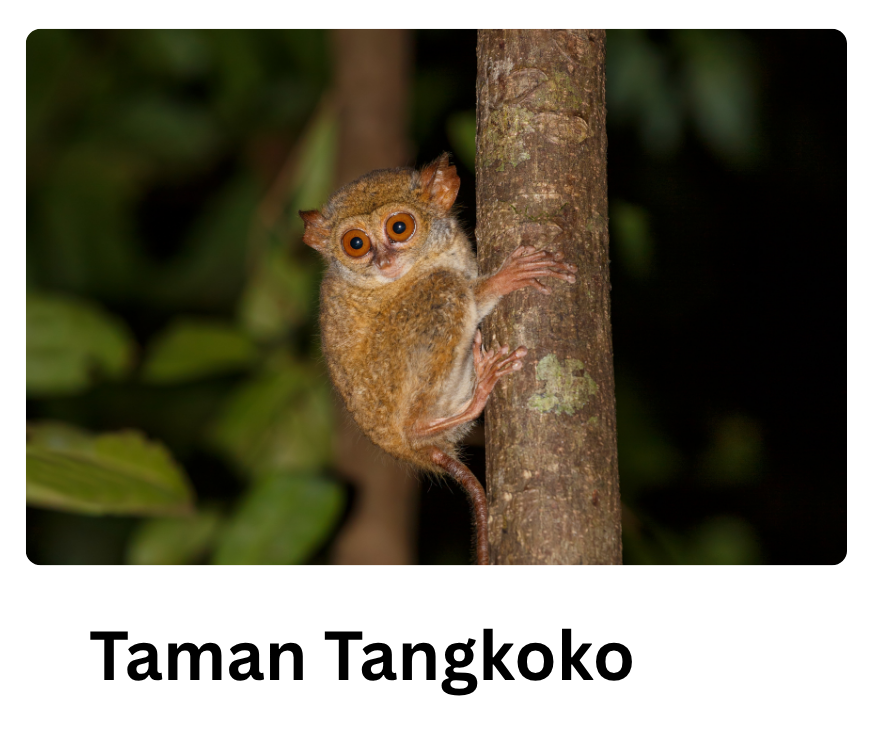 Taman Nasional Tangkoko